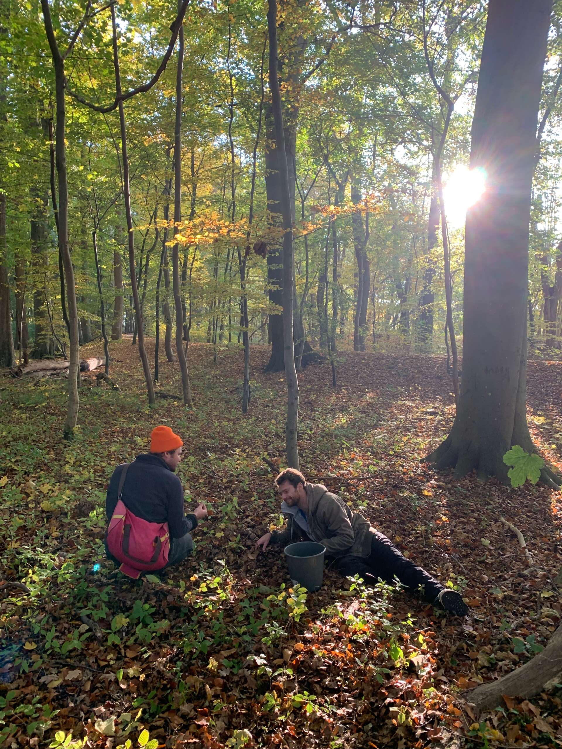 Katapult Wald