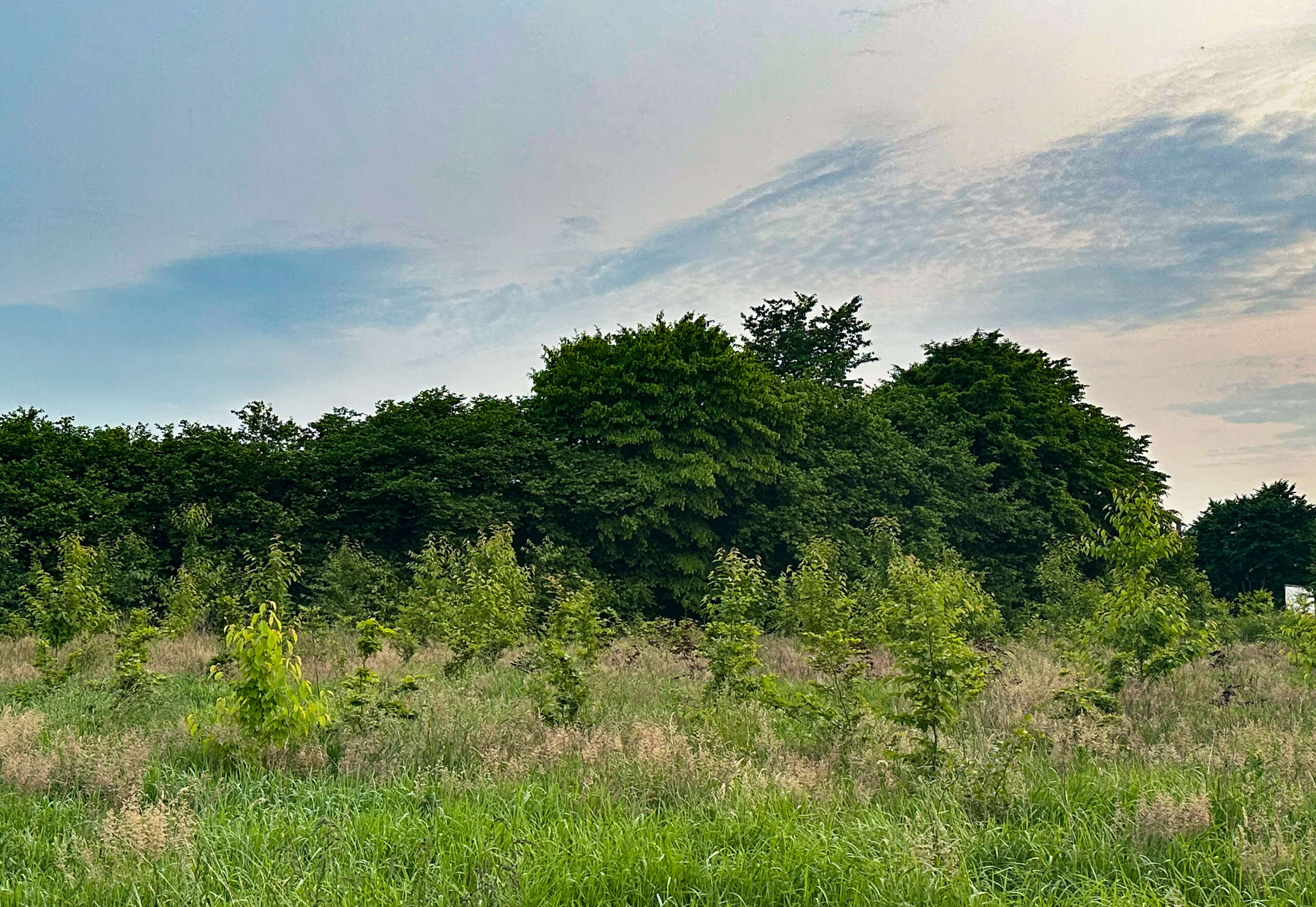 Generation Trees